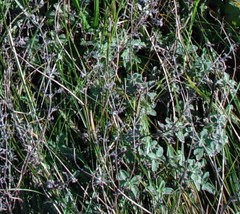 Nepeta × faassenii