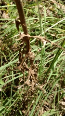 Cirsium carolinianum