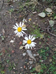 Tripleurospermum inodorum