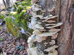 Fungi