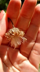 Cirsium carolinianum