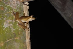 Polypedates leucomystax