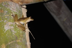 Polypedates leucomystax