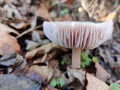 Mycena