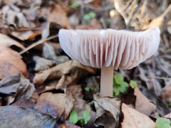 Mycena