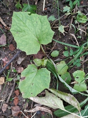 Tussilago farfara