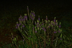Pogostemon deccanensis