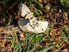 Agaricus