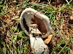 Agaricus