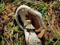Agaricus