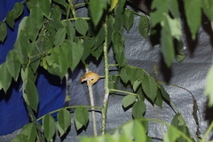 Polypedates leucomystax