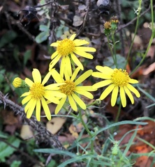 Senecio inaequidens