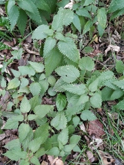 Urtica dioica