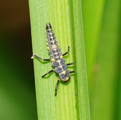 Cleobora mellyi
