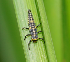 Cleobora mellyi