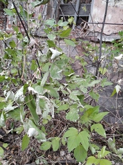 Acer negundo