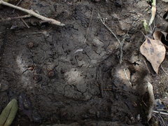 Potamopyrgus estuarinus