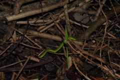 Trimeresurus albolabris
