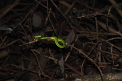 Trimeresurus albolabris