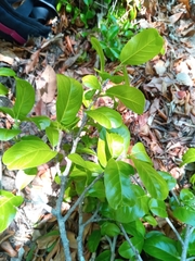 Rhopalocarpus