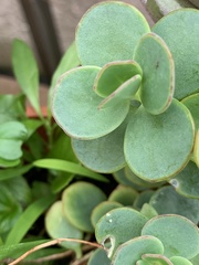 Kalanchoe marnieriana