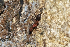 Camponotus etiolipes