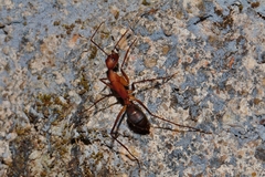 Camponotus etiolipes