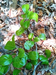 Rhopalocarpus