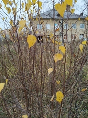 Betula pendula