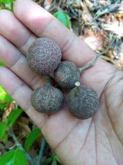 Rhopalocarpus