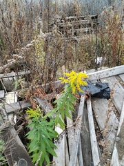 Solidago canadensis