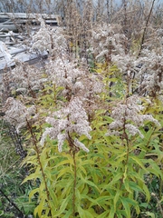 Solidago canadensis