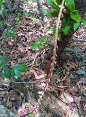 Bulbophyllum rubrum image
