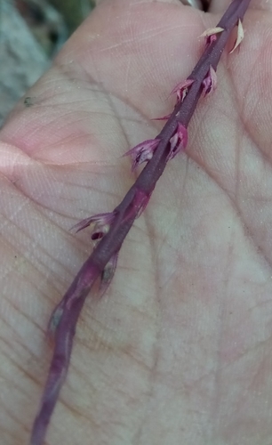 Rubrum Orchid