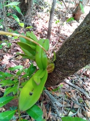 Bulbophyllum rubrum image