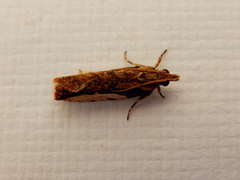 Statherotis pendulata