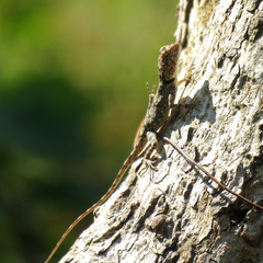 Psammophilus dorsalis