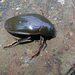 Hydrophilus - Photo (c) Paul Bowyer, some rights reserved (CC BY-NC), uploaded by Paul Bowyer