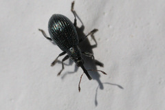 Ischnopterapion virens