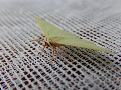 Chlorocoma assimilis