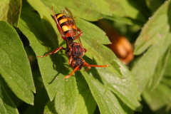 Nomada panzeri