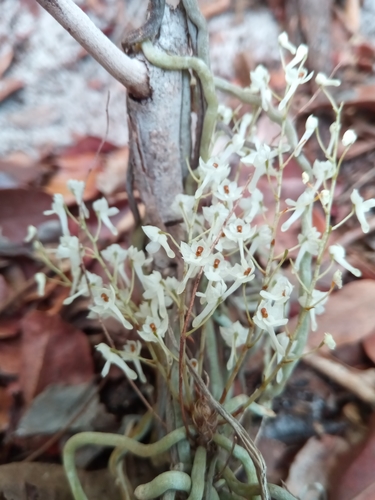 Microcoelia perrieri