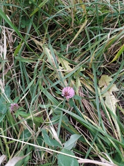 Trifolium pratense