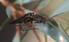 Paracrepidomenus filiformis