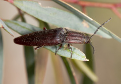 Paracrepidomenus filiformis