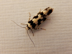 Lichenaula melanoleuca