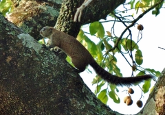 Heliosciurus mutabilis