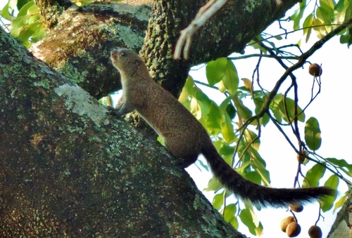Mutable Sun Squirrel