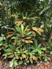Agrostistachys borneensis