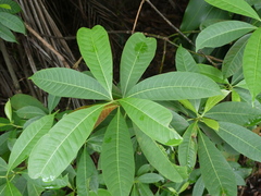 Alstonia angustifolia